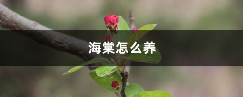 海棠怎么养