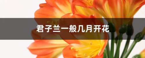 君子兰一般几月开花，能开多长时间