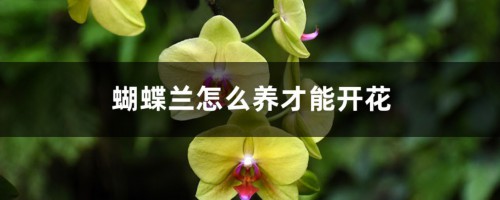 蝴蝶兰怎么养才能开花