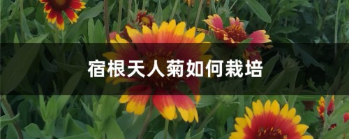 宿根天人菊如何栽培