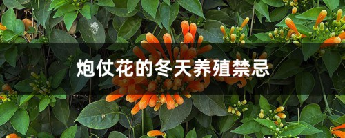 炮仗花的冬天养殖禁忌