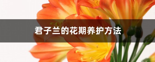 君子兰的花期养护方法