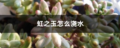 虹之玉怎么浇水